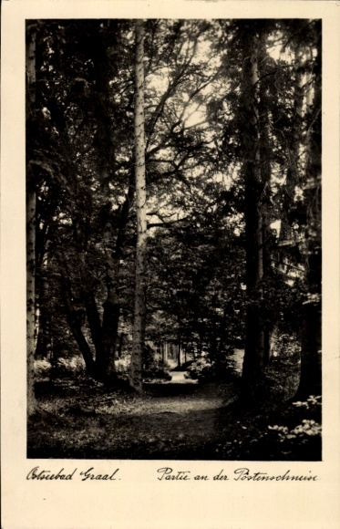 Postcard Ostseebad Graal Müritz, forest path, trees, light show, natural scenery
