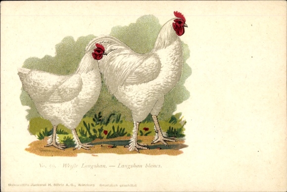 Postcard White Langshan, Langshan blancs