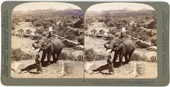 Stereo Photo Ceylon Sri Lanka, Valley of paddy fields, Elephant and keeper