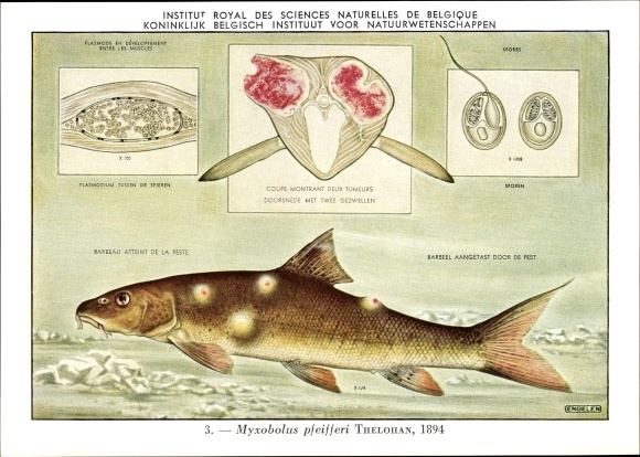 Artist PC Myxobolus pfeifferi, Fish Bump Disease, Inst. Royal des Sciences Naturelles Belgique
