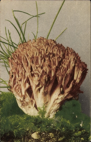 Grzyby ak, Clavaria botrytis