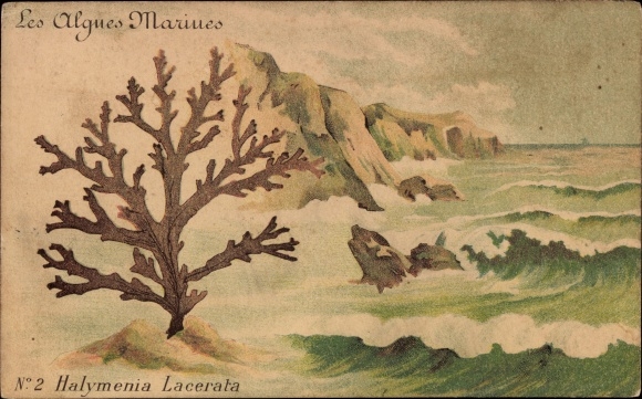 Postcard Les Algues Marines, Halymenia Lacerata