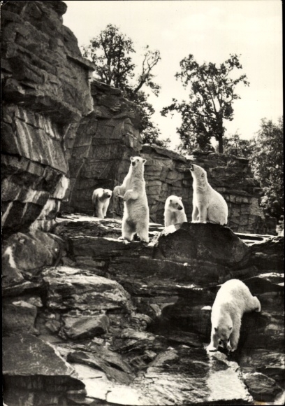 Postcard Berlin Lichtenberg Friedrichsfelde, zoo, polar bear enclosure, polar bears