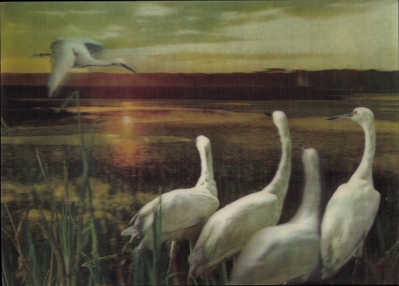 3D Postcard Egrets, Heron, Dusk