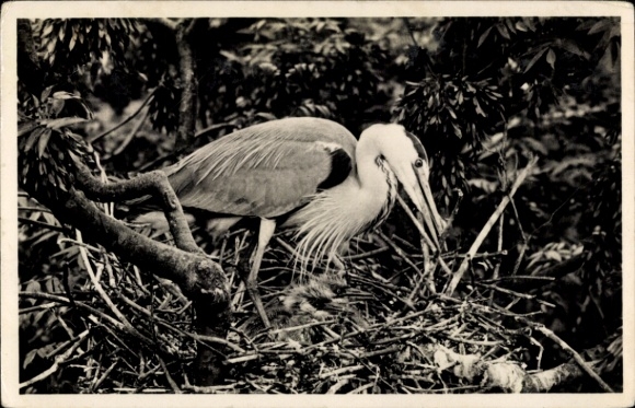 Postcard Texel North Holland, gray heron, bird