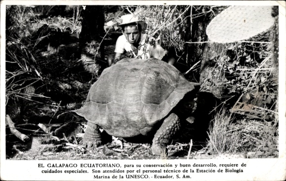 Postcard Galapagos Islands, turtle
