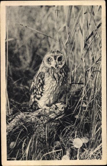 Postcard Owl sitting in the grass, Owl, Munich Animal Welfare Association