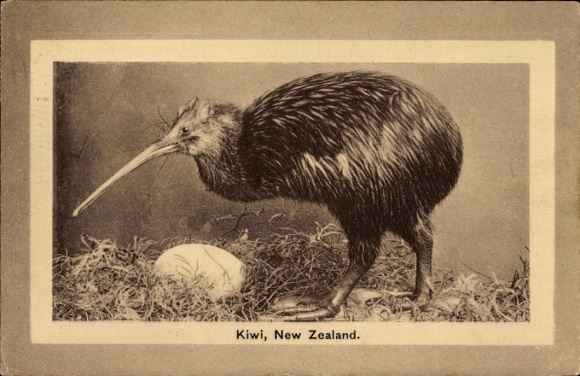 PC New Zealand, Kiwi
