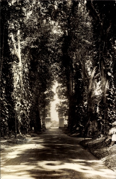 Foto Ak Buitenzorg Boro Indonesien, Straßenpartie, Bäume