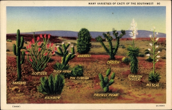 Postcard USA, Many varieties of Cacti of the Southwest, Kakteen