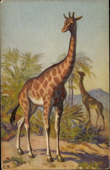 Artist Postcard Giraffes in their natural habitat