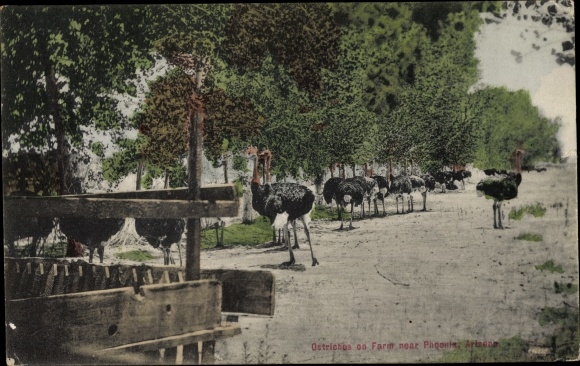 Postcard Phoenix Arizona USA, Ostrichs on Farm, Ostrich Farm