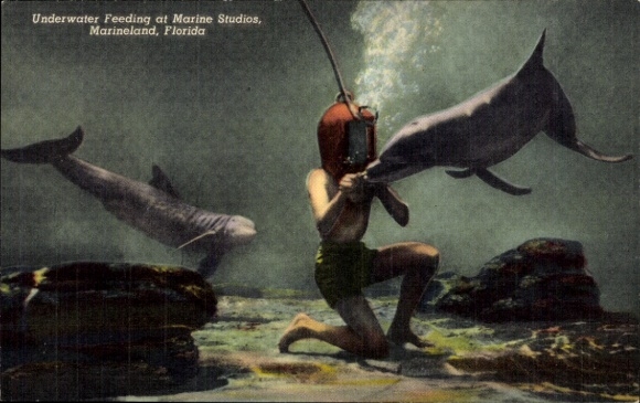 Ak Florida USA, Marineland, Marine Studios, Unterwasserfütterung, Taucher, Delfine