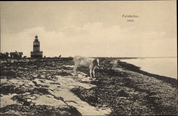 Postcard Falsterbo Skåne Schweden, Utkik, Kuh