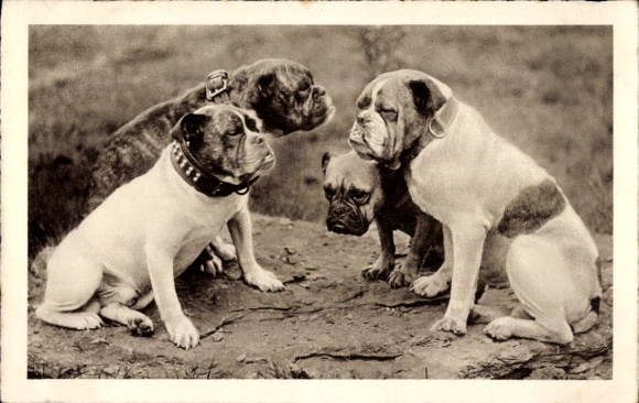 Ak Bulldoggen, Hunde