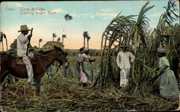 Postcard Hershey Cuba, Corte de Cana, Cutting Sugar Cane
