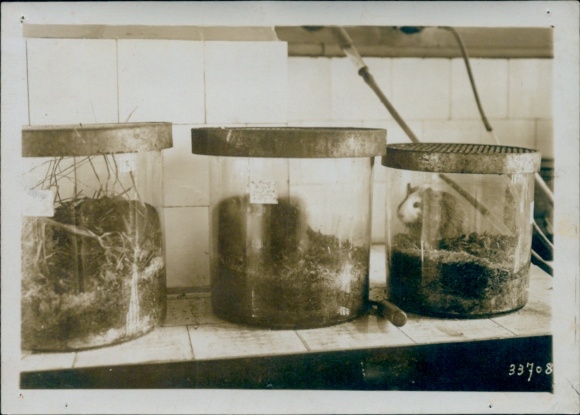 Photo Paris, Institut Pasteur, 25th anniversary, guinea pig in a glass