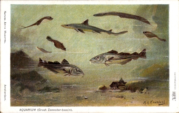 Artist Postcard Koekkoek, MA, aquarium, fish