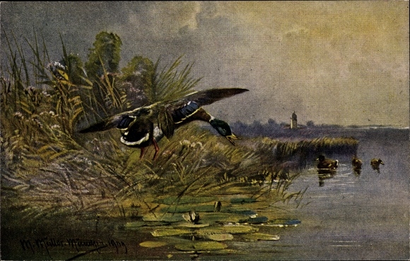 Artist PC Müller, M., pond game with ducks, series 585 hunting pictures
