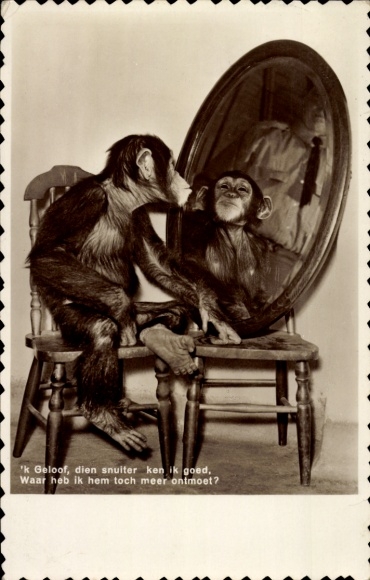 Postcard Chimpanzee looks at himself in the mirror