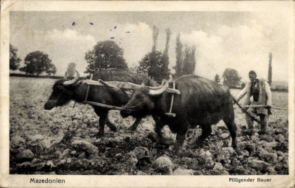 Postcard Macedonia, Ploughing Farmer