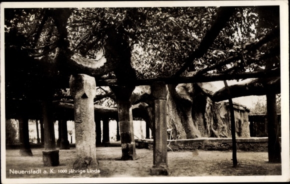 PC Neuenstadt an der Linde Neuenstadt am Kocher, 1000 year old lime tree
