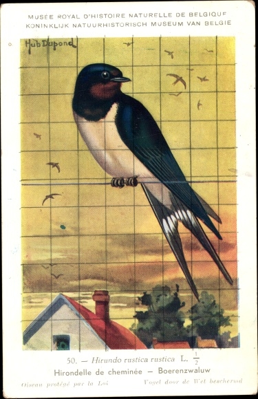 Artist PC Dupond, Hub., Hirundo rustica, barn swallow