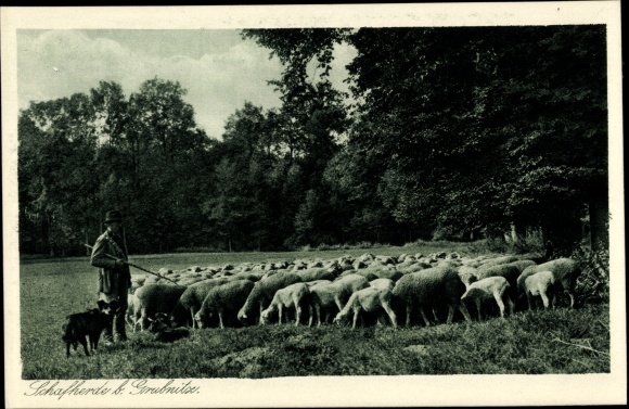 PC Grubnitz Bennewitz in Saxony, shepherd with flock of sheep and herding dog