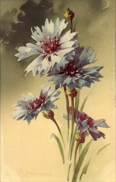 Artist Chromo-Litho Klein, Catharina, Cornflowers, Meissner & Buch 1743