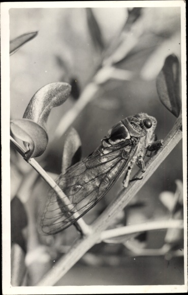 Photo Postcard Leafhopper on a branch, Cicadoidea