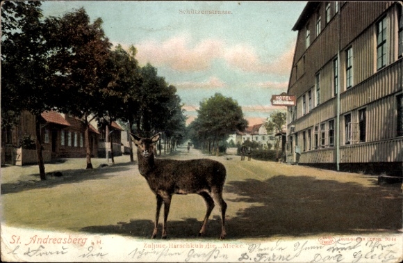 KP St. Andreasberg Braunlage w Harz, Oderteich, Hirsch, Hotel Schützenhaus, Schiltzenstraße,