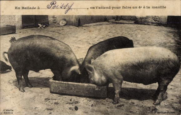 Postcard Three pigs eating from a trough.