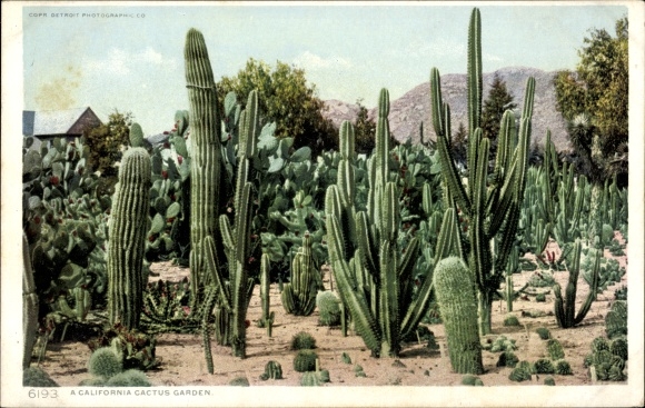 Postcard California USA, California Cactus Garden