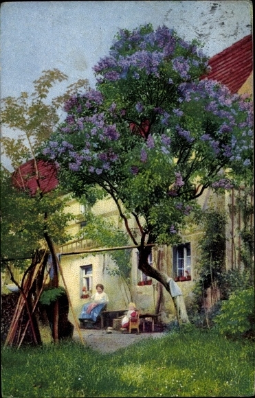 Postcard Dresden Schönfeld Weißig Helfenberg, photochromy Nenke Ostermaier 241 3989, lilac bush