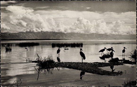 Postcard African Fauna, Black Marabouis and Pelicans on the shores of a lake