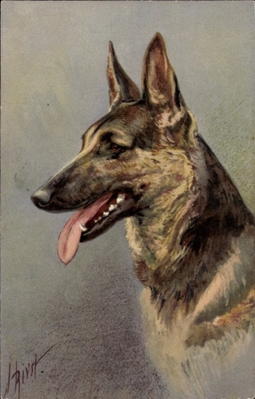 Kunstenaar Ak Elzasser Wolfshond, Berger alsatien, Duitse Herder