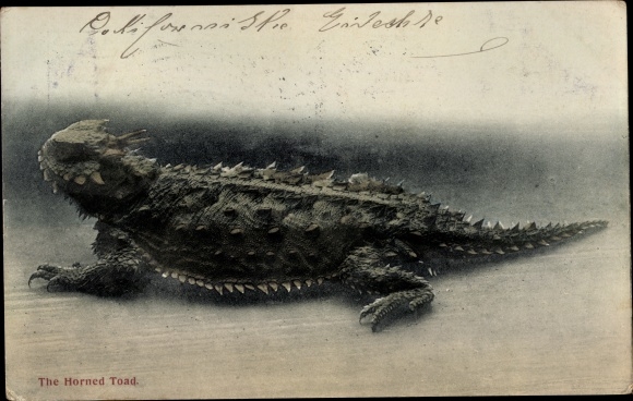 Postcard The Horned Toad, Horned Toad