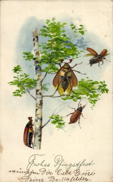 PC Congratulations Pentecost, May beetle, birch
