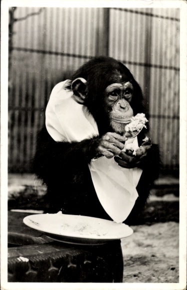 Postcard Rotterdam, Zoological Garden, Chimpanzee