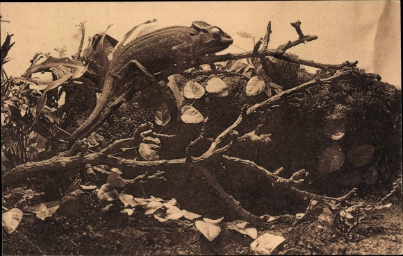 Postcard Antwerp, Zoological Garden, Reptile Gallery, Cameleon