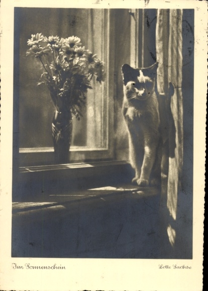 Postcard cat at the window, in the sunshine, animal portrait