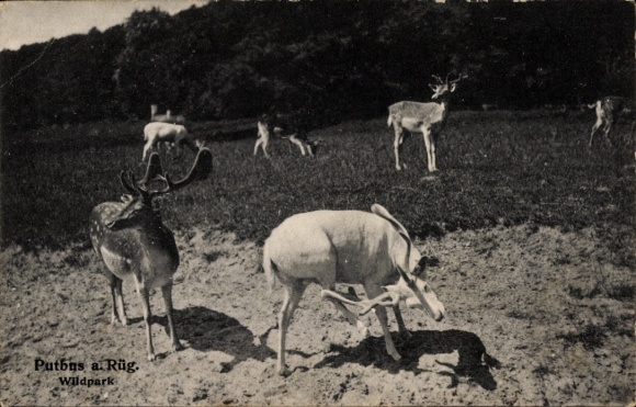 Postcard Putbus on the island of Rügen, wildlife park, red deer