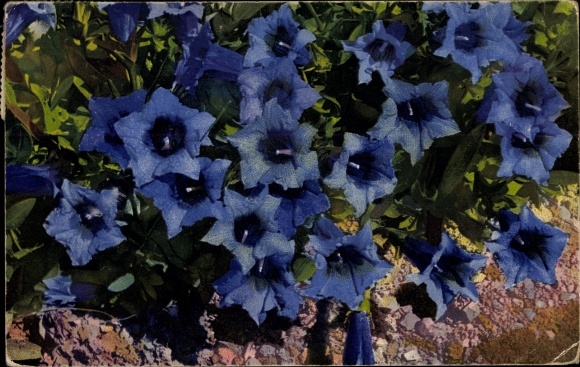 Postcard Nenke and Ostermaier 547 1212, photochromia, Gentiana acaulis, gentian