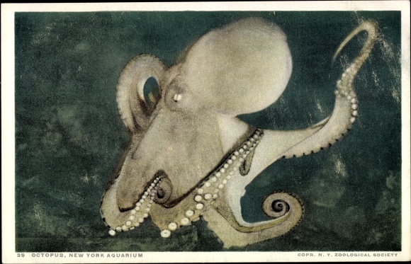 Postcard New York City USA, Octopus, Aquarium