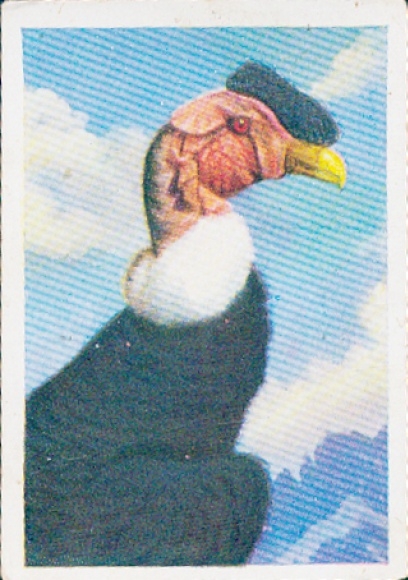 Collector's card The colorful world, Grotesque bird heads, Condor