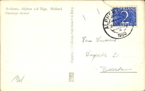 Postcard Alphen aan den Rijn South Holland, Flamingo Beach