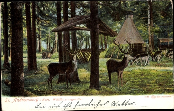 KP St. Andreasberg Braunlage w Harz, Oderteich, jeleń, las, miejsce żerowania, przyroda,