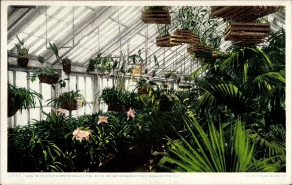 Postcard Washington DC USA, White House Conservatories, Mrs Roosevelt's Orchid Collection