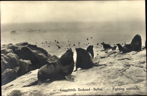 Ak Kämpfende Seehund Bullen, Südwest Afrika, Namibia, Fighting seal bulls
