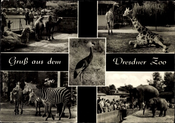 Postcard Dresden Old Town, Dresden Zoo, crane, camels, giraffe, zebras and elephant